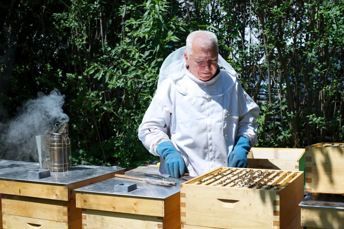 Edelkastanienhonig · Steiermark · Imkerei Tarasiewicz